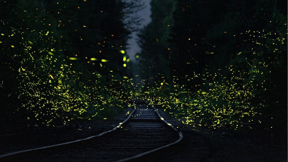 Fireflies lighting up above train tracks at night. 