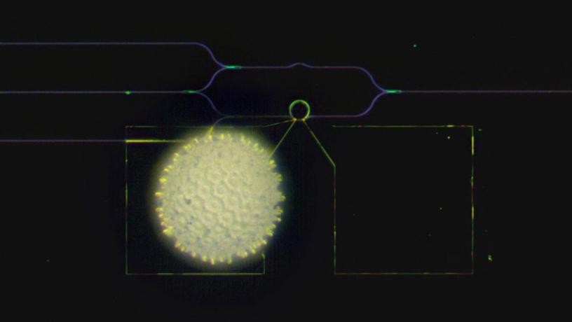 A visible-spectrum phase modulator (the ring at the center of a radius of 10 microns) is much smaller than a grain of pollen of the morning glory. Credit: Heqing Huang and Cheng-Chia Tsai/Columbia Engineering A visible-spectrum phase modulator (the ring at the center of a radius of 10 microns) is much smaller than a grain of pollen of the morning glory. Credit: Heqing Huang and Cheng-Chia Tsai/Columbia Engineering