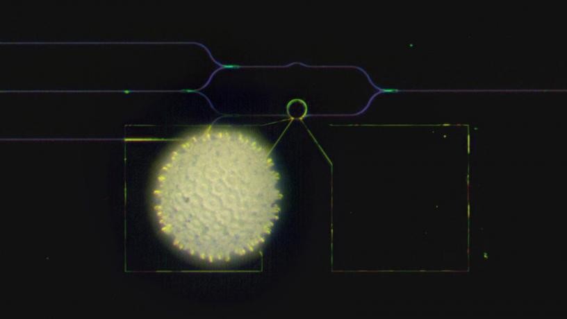 A visible-spectrum phase modulator (the ring at the center of a radius of 10 microns) is much smaller than a grain of pollen of the morning glory. Credit: Heqing Huang and Cheng-Chia Tsai/Columbia Engineering