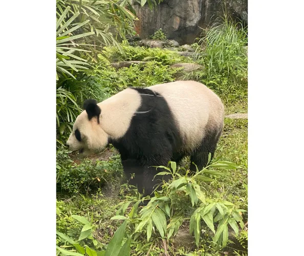 Panda